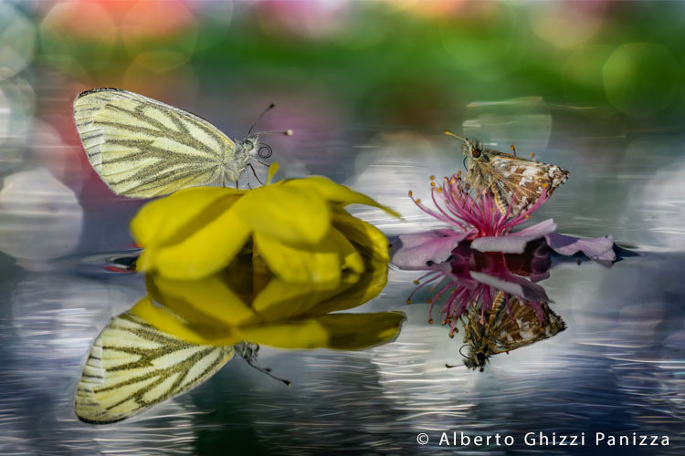 Laowa 100mm f/2.8 2x Ultra Macro APO (Nikon)