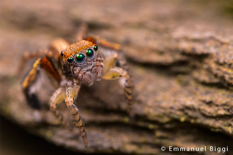 Laowa 100mm f/2.8 2x Ultra Macro APO (Canon)