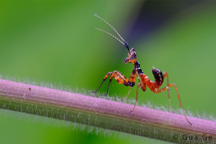 Laowa 100mm f/2.8 2x Ultra Macro APO (Canon)