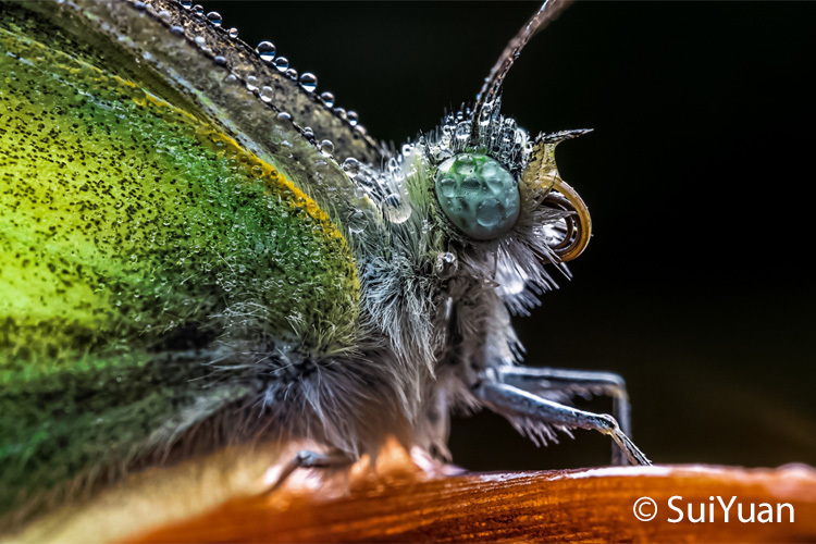 Laowa 65mm f/2.8 2x Ultra Macro APO (Canon M)