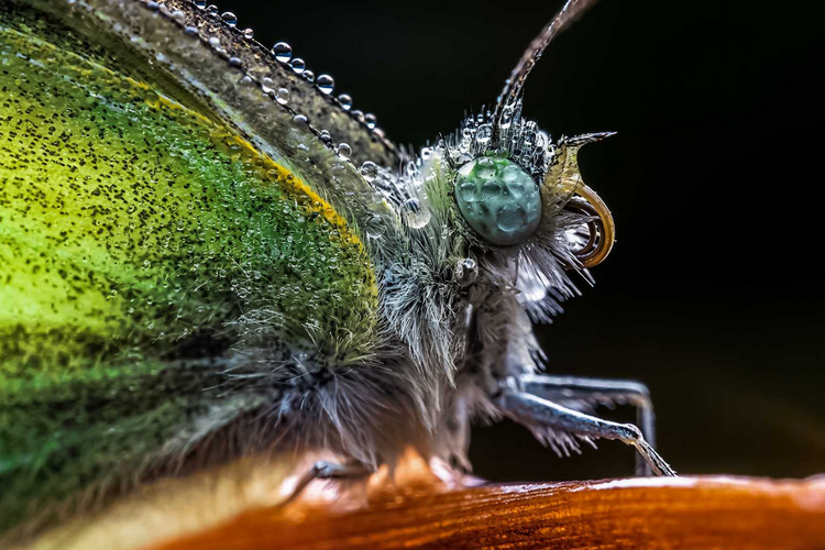 Laowa 65mm f/2.8 2x Ultra Macro (Nikon Z)