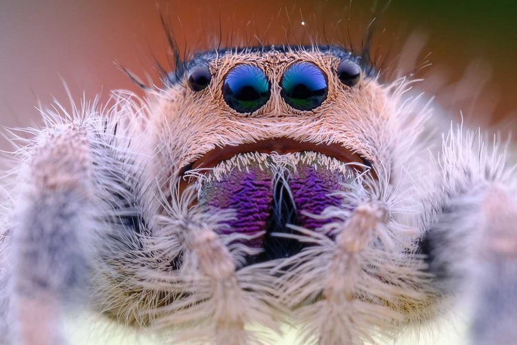 Laowa 65mm f/2.8 2x Ultra Macro (Nikon Z)