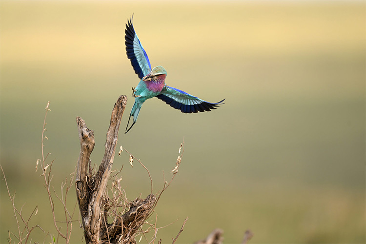 Nikon NIKKOR Z 400mm f/2.8 TC VR S