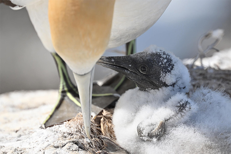 Nikon NIKKOR Z 800mm f/6.3 VR S