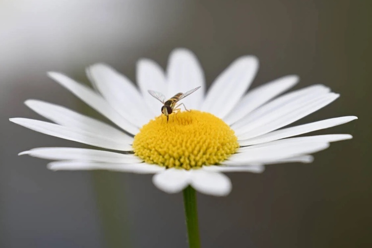 Nikon NIKKOR Z 70-180mm f/2.8