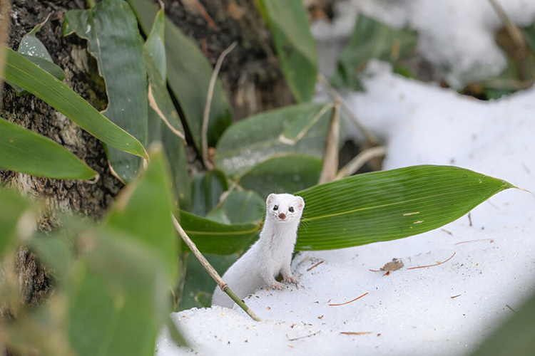 Nikon NIKKOR Z 180-600mm f/5.6-6.3 VR