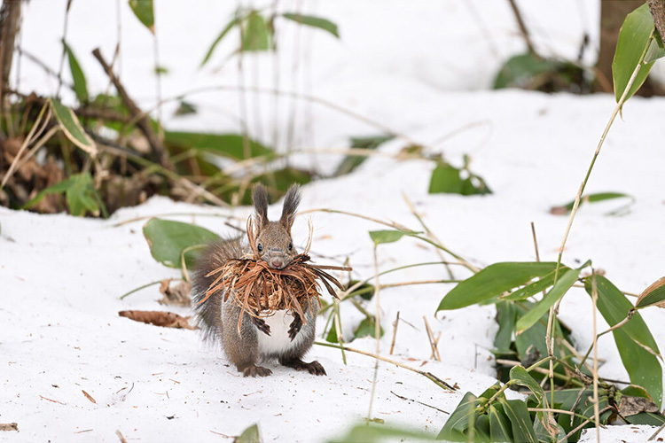 Nikon NIKKOR Z 180-600mm f/5.6-6.3 VR