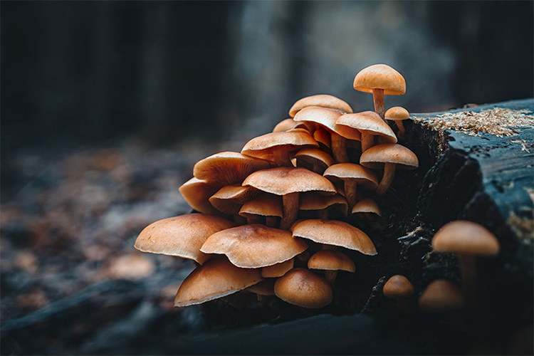 OM System M.ZUIKO Digital ED 20mm f/1.4 PRO