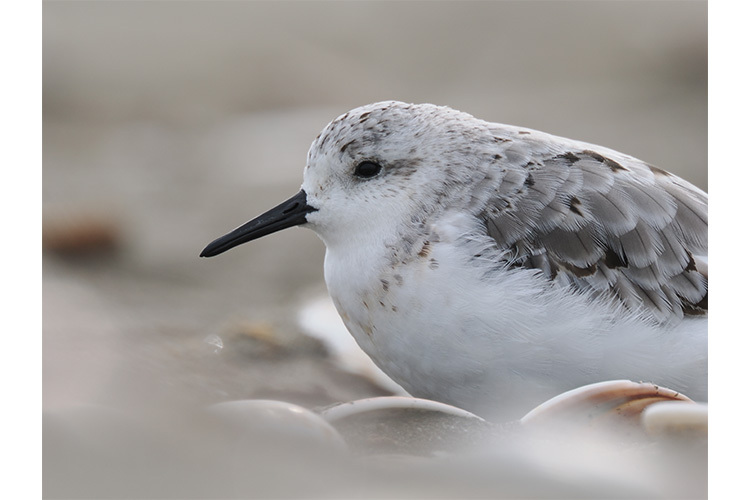 OM System OM-1 Mark II - tělo