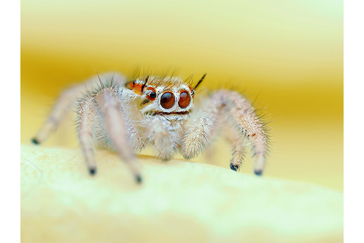 OM System OM-1 Mark II - tělo