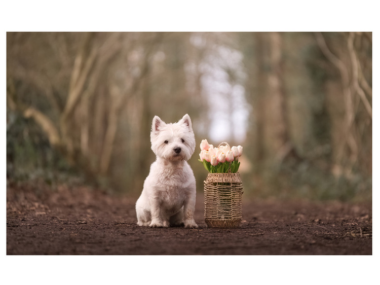 Samyang AF 35-150mm f/2.0-2.8 (Sony)