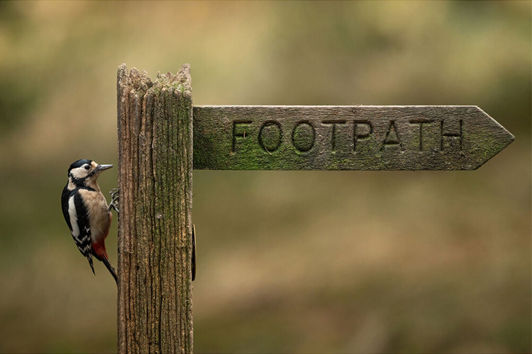 Sigma 300-600mm f/4 DG OS Sports (Sony E)