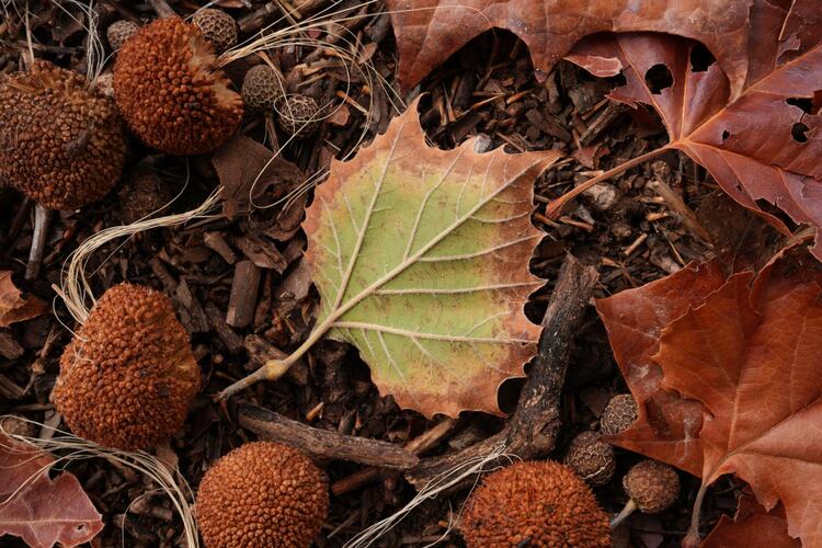 Sony FE 50mm f/1.4 GM