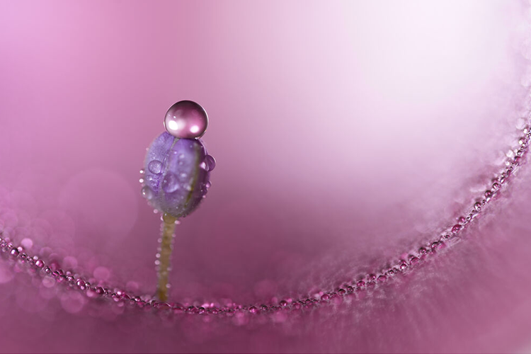 Sony FE 100mm f/2.8 Macro GM OSS