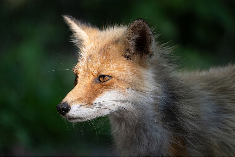 Tamron 50-400mm f/4.5-6.3 Di III VC VXD (Nikon Z)