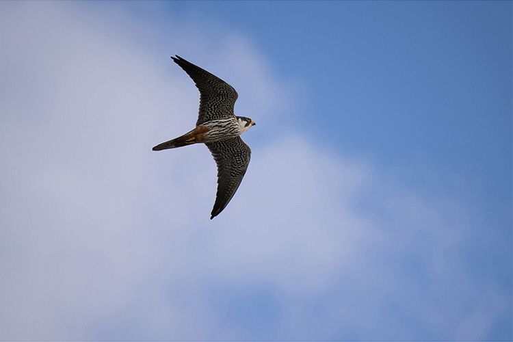 Tamron 50-400mm f/4.5-6.3 Di III VC VXD (Nikon Z)