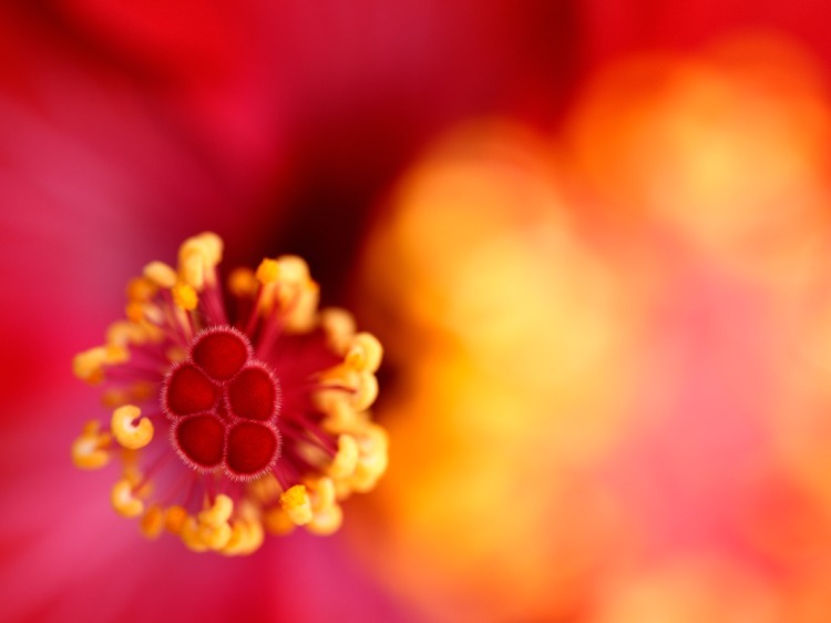 Tamron 90mm f/2.8 Di III Macro VXD (Nikon Z)