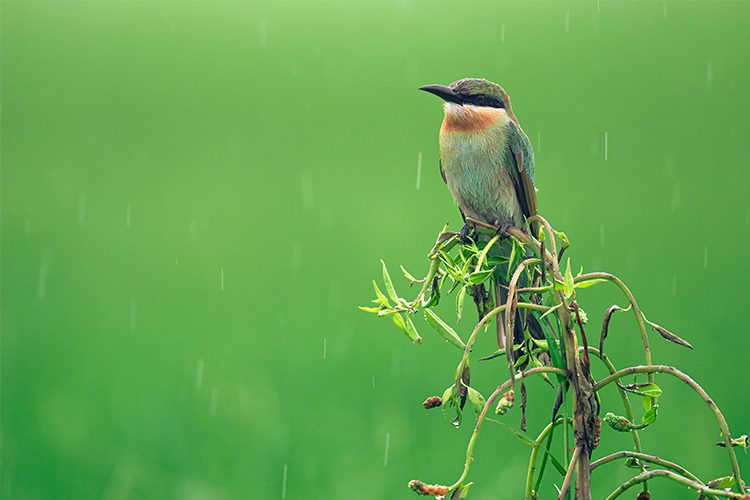 Nikon NIKKOR Z 600mm f/6.3 VR S