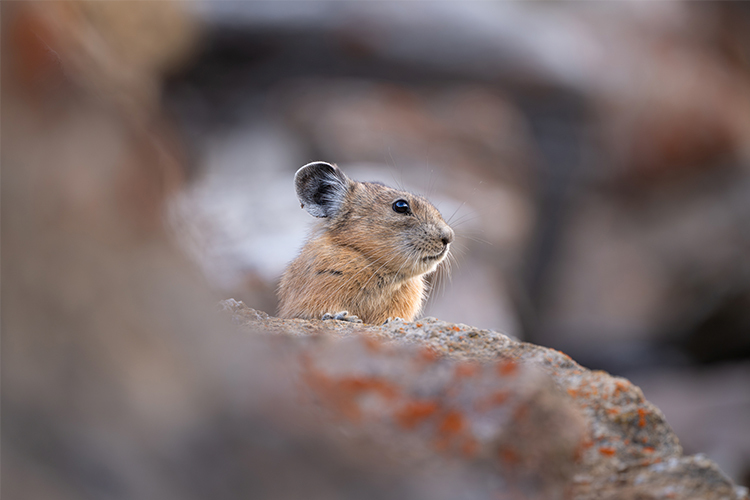 Nikon NIKKOR Z 600mm f/6.3 VR S