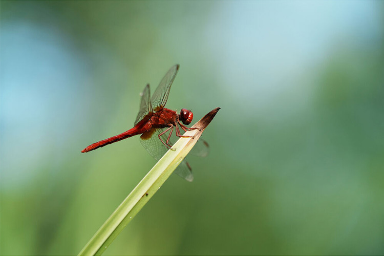Sony Alpha A7C R černý - tělo