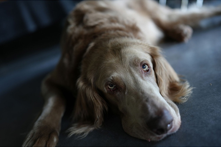 Sony Alpha A7C II stříbrný - tělo