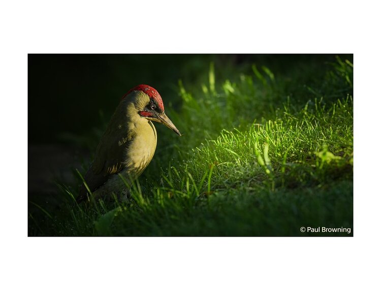 Sony Alpha A7 Mark V - tělo