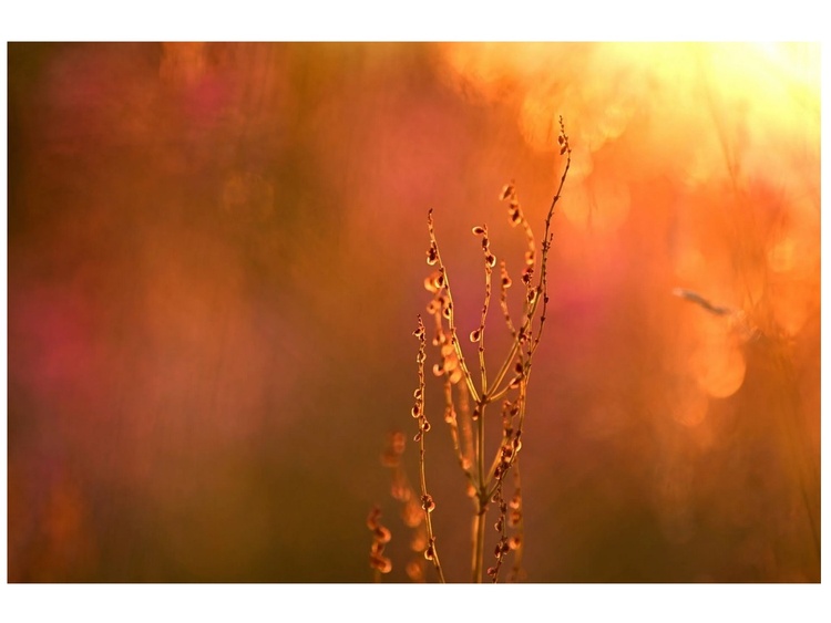 Nikon NIKKOR Z 135mm f/1.8 S Plena