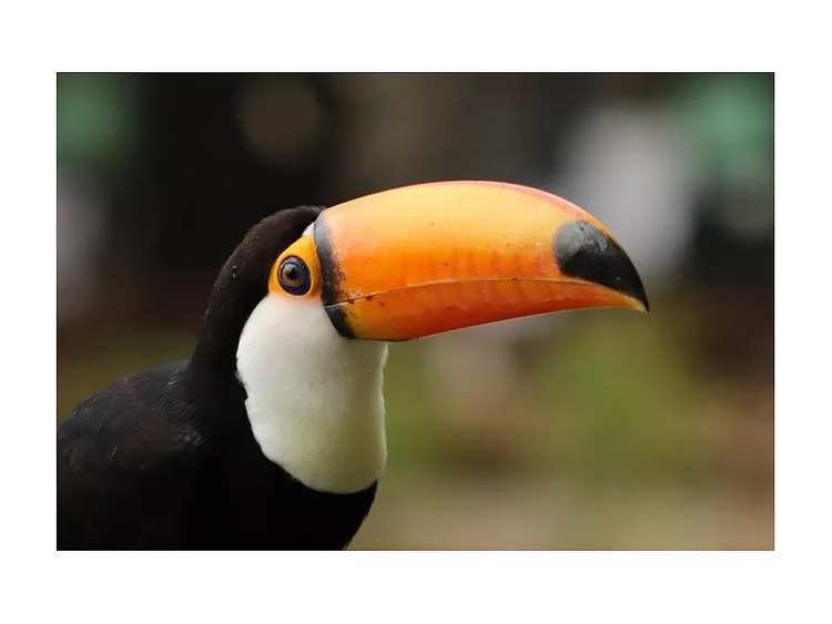 Canon RF 75-300mm f/4-5.6